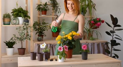 Jardinería: ¿Cómo preparar abono orgánico para floración RÁPIDA y crecimiento INMEDIATO de plantas y flores?