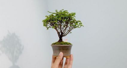 Feng Shui: ¿Cuál es el significado del bonsái?