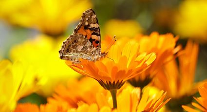 ¿Qué significado espiritual tiene encontrarse con una mariposa?