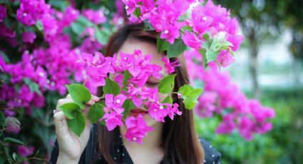 Feng Shui: ¿Qué significado tiene la flor de bugambilia?