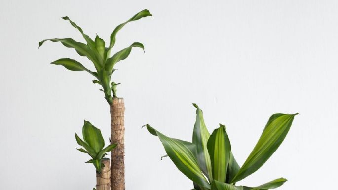 Plantas: Abono casero para que el palo de Brasil crezca grande