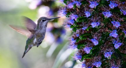 ¿Cómo hacer un jardín pequeño para atraer colibríes?