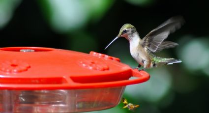 Jardinería: Haz tu propio néctar para atraer colibríes con ingredientes de cocina