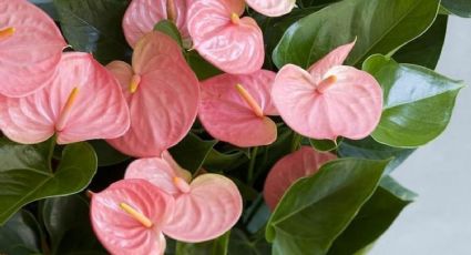Anturio rosa: Haz un sustrato para hacer florecer tu planta RÁPIDO