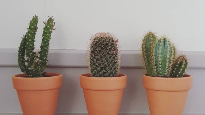 5 tipos de cactus que debes tener en casa para atraer dinero y buena suerte