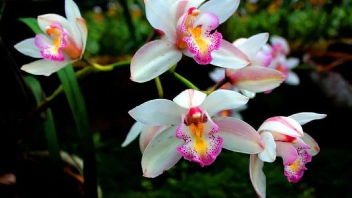 Abono casero alto en vitaminas para la floración RÁPIDA de orquídeas