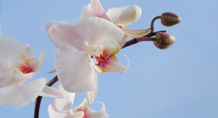 Jardinería: ¿Cómo hacer un kokedama para orquídeas paso a paso?