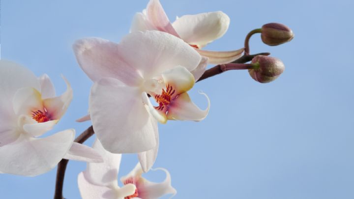 Jardinería: Así puedes recuperar una orquídea cuando se ha marchitado