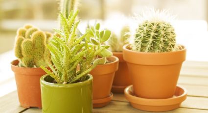 Plantas: Abono casero con VITAMINAS ESENCIALES para evitar que las suculentas y cactus se pudran