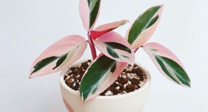 Feng Shui: 5 plantas de interior color rosa y verde que atraen dinero y amor