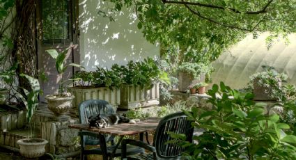 3 plantas enredaderas con las que puedes decorar tu jardín