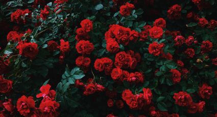 Plantas: ¿Qué hacer para que los rosales den muchas rosas FÁCIL y RÁPIDO?