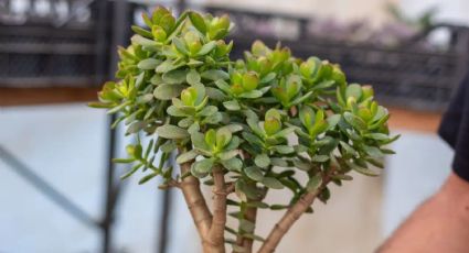 Suculentas: ¿Cómo trenzar el árbol de jade para atraer abundancia y fortuna?