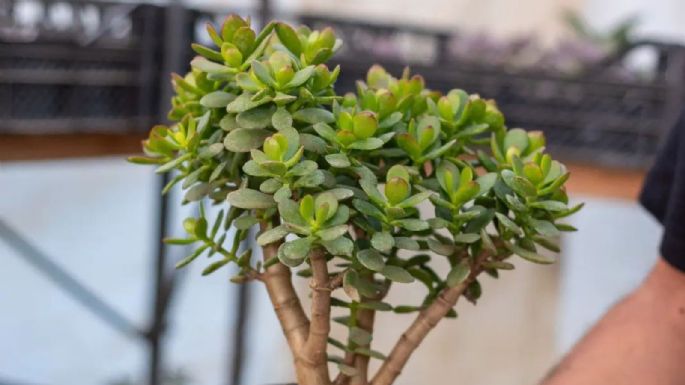 Suculentas: ¿Cómo trenzar el árbol de jade para atraer abundancia y fortuna?