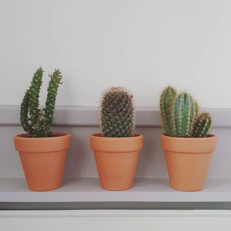 Estos son los beneficios de tener un cactus en casa 
