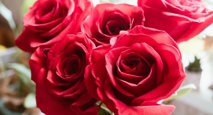 Feng Shui: ¿Dónde colocar las rosas para atraer el amor?