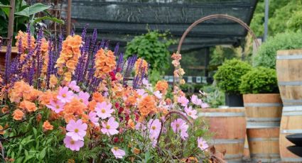 Boca de dragón: La planta con flores que debes tener para decorar un jardín romántico