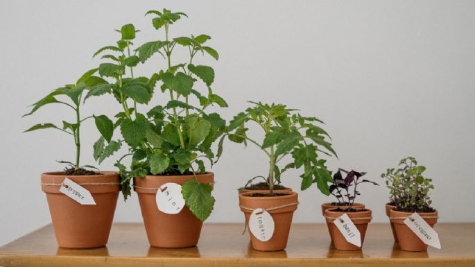3 plantas aromáticas que alejan y ahuyentan de la casa a las moscas