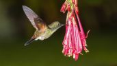 5 hierbas aromáticas que debes tener en el jardín para atraer colibríes, mariposas y abejas