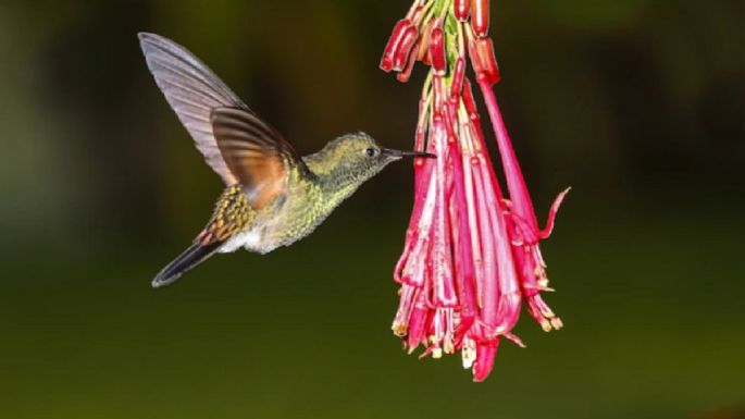 5 hierbas aromáticas que debes tener en el jardín para atraer colibríes, mariposas y abejas