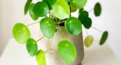 Plantas de interior: Truco fácil para limpiar las hojas de la planta china del dinero y atraer a abundancia