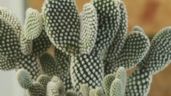 ¿Cómo reproducir el cactus orejas de Mickey u opuntia? El método de jardinería más RÁPIDO