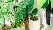 ¿Cómo hacer crecer tus plantas de interior sin gastar dinero? El fertilizante casero más económico