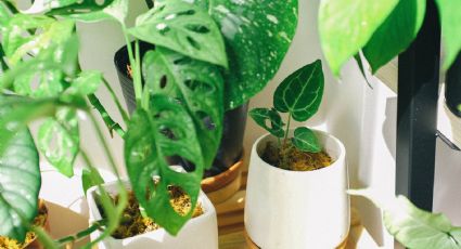 ¿Cómo hacer crecer tus plantas de interior sin gastar dinero? El fertilizante casero más económico