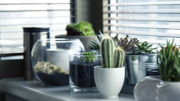 Jardinería: Haz un enraizante casero para todas tus plantas y suculentas