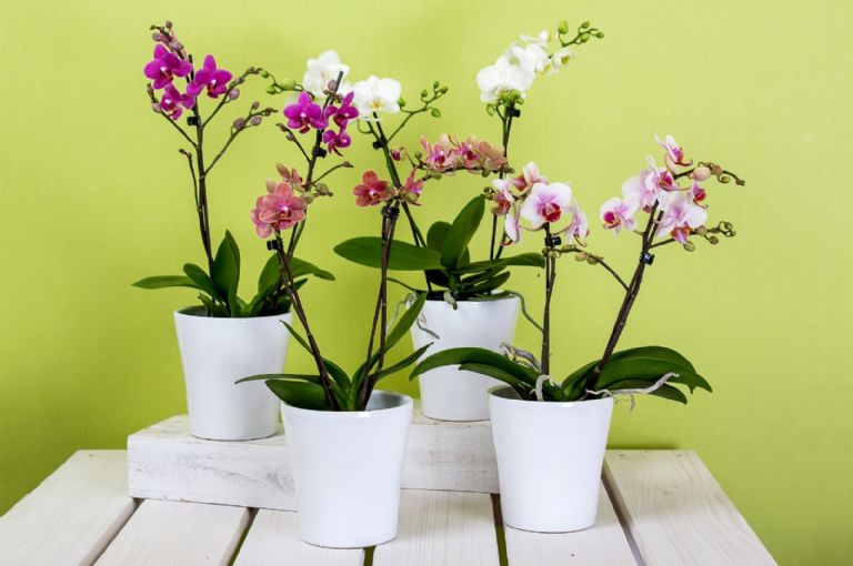 orquídeas naturales