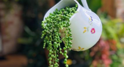 Planta Rosario: Haz el mejor sustrato para que tu suculenta florezca en primavera