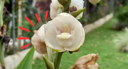 Orquídeas: Poderoso ingrediente de cocina para revivir tu flor Espíritu Santo
