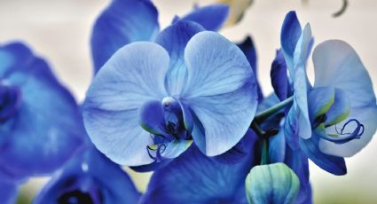 ¿Cuál es la mejor tierra para las orquídeas? 4 ingredientes ideales para hacer sustrato casero