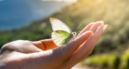 ¿Cuál es el significado espiritual de que se te acerquen las mariposas?