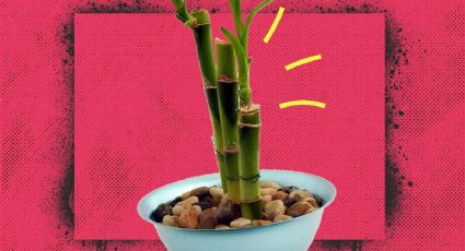 Feng Shui: ¿Qué significa tener 3 tallos de bambú de la suerte en casa?