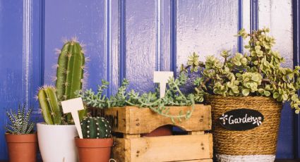 5 cactus que de VERDAD atraen mucho dinero y abundancia