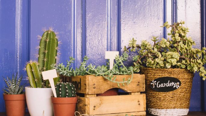 5 cactus que de VERDAD atraen mucho dinero y abundancia