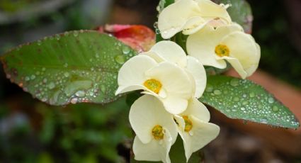 Corona de Cristo: 3 tips infalibles para que tu suculenta se llene de flores grandes en invierno