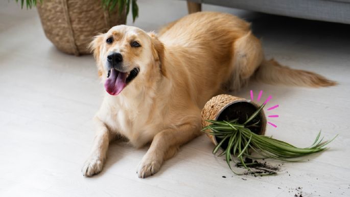¿Cómo hacer que tus mascotas NO se coman tus plantas? Prepara esta mezcla natural que NO es tóxica y los aleja de tu jardín