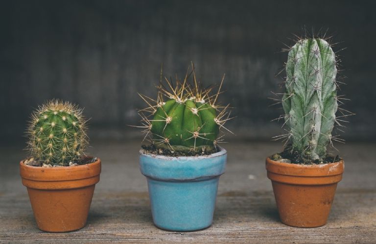 Conoce los beneficios de los cactus 