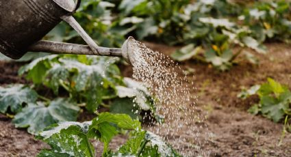 ¿Cómo ahorrar agua en el jardín? 3 formas fáciles que debes saber
