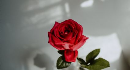 La forma más fácil para cultivar rosales con una flor cortada