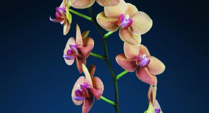 Plantas de interior: ¿Cómo plantar orquídeas en una taza para decorar la casa?