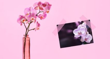 Orquídeas: 1 poderoso ingrediente que aplicas 1 vez y hace florecer y crecer a tus plantas como nunca