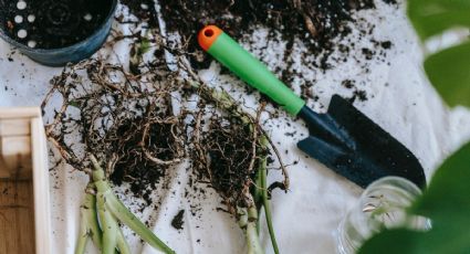 Huerto en casa: Prepara la MEJOR tierra para que TODAS tus plantas exploten de flores