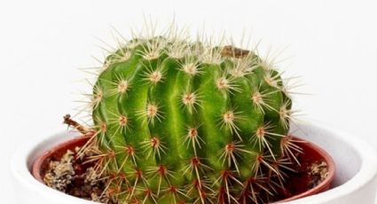 3 beneficios para tu salud que NO sabías de los cactus