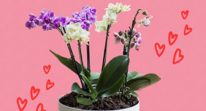 ¿Qué significa la orquídea en el amor? Así te demuestra tu pareja su compromiso