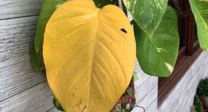 Revive y cura tus plantas secas o con hojas amarilla con este poderoso abono casero