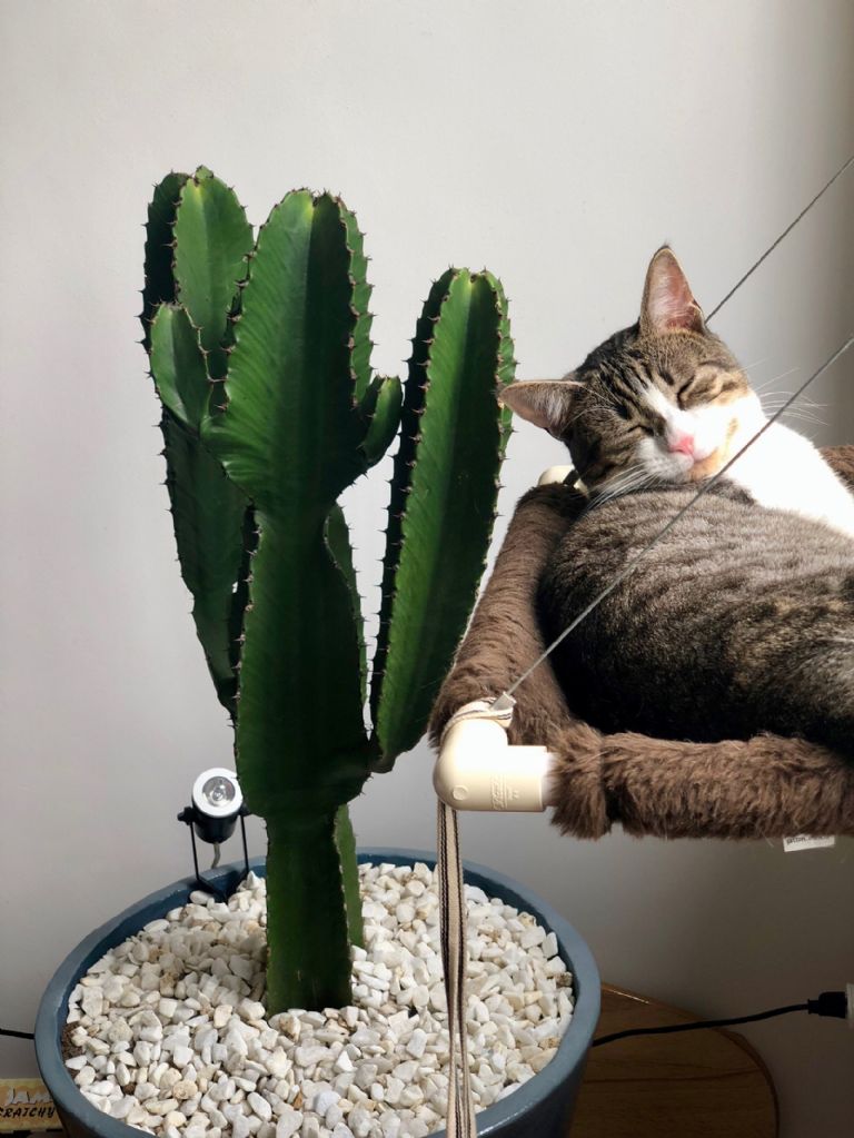 sustrato para cactus