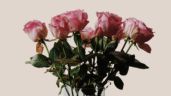 Las 3 flores que simbolizan amor eterno y que puedes regalar el 10 de mayo